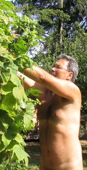 Mark Storey pruning hops on WNGD a